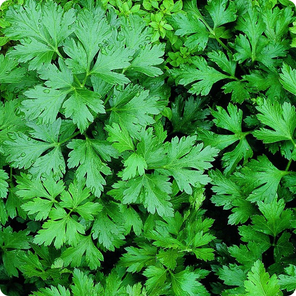 Italian Giant Parsley Seeds 100