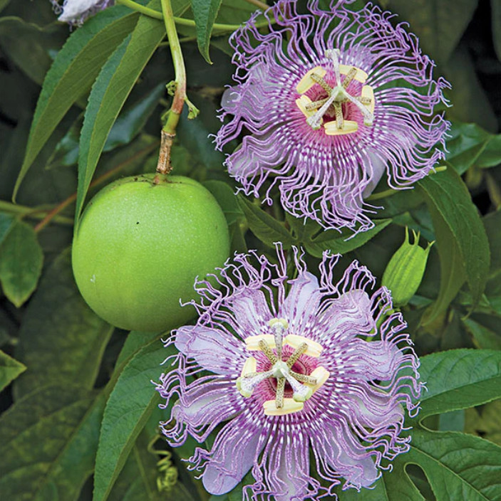 Passiflora Incarnata Maypop Live Plant – 5-10″ tall – Hardy Purple Blooming Vine