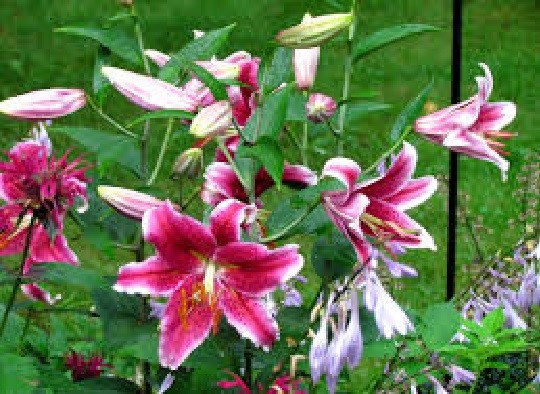 3 STAR GAZER Oriental Lily Bulbs Spring Planting ~Fragrant Summer Blooms~ Hardy