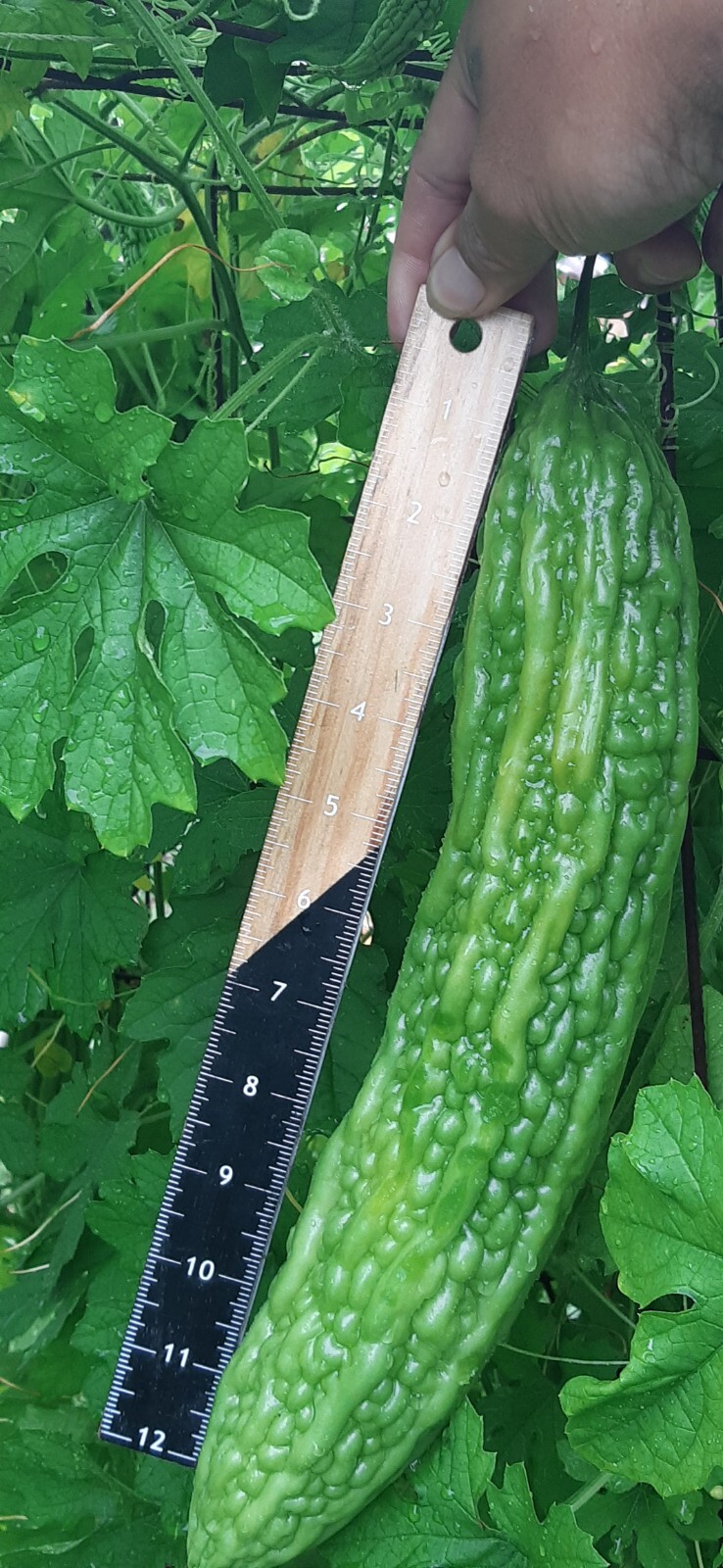 30 Pcs BitterMelon Seeds Gourd Ampalaya Seeds Fresh Harvest