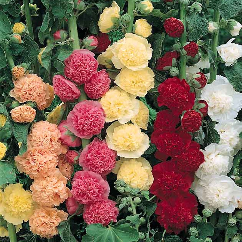 Hollyhock Tall Double Mixed Flower Seeds (50) Fifty Seeds. Free Shipping!
