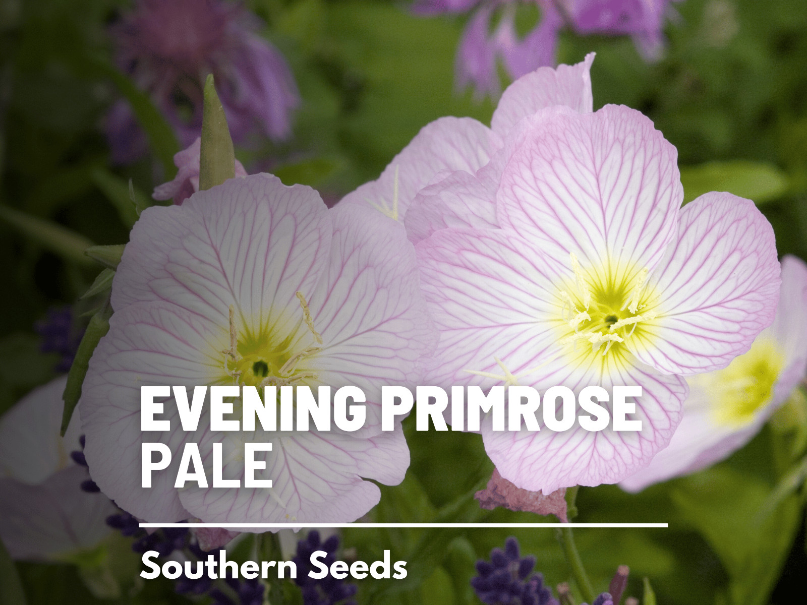 Evening Primrose, Pale – Heirloom Seeds – GMO Free (Oenothera pallida)
