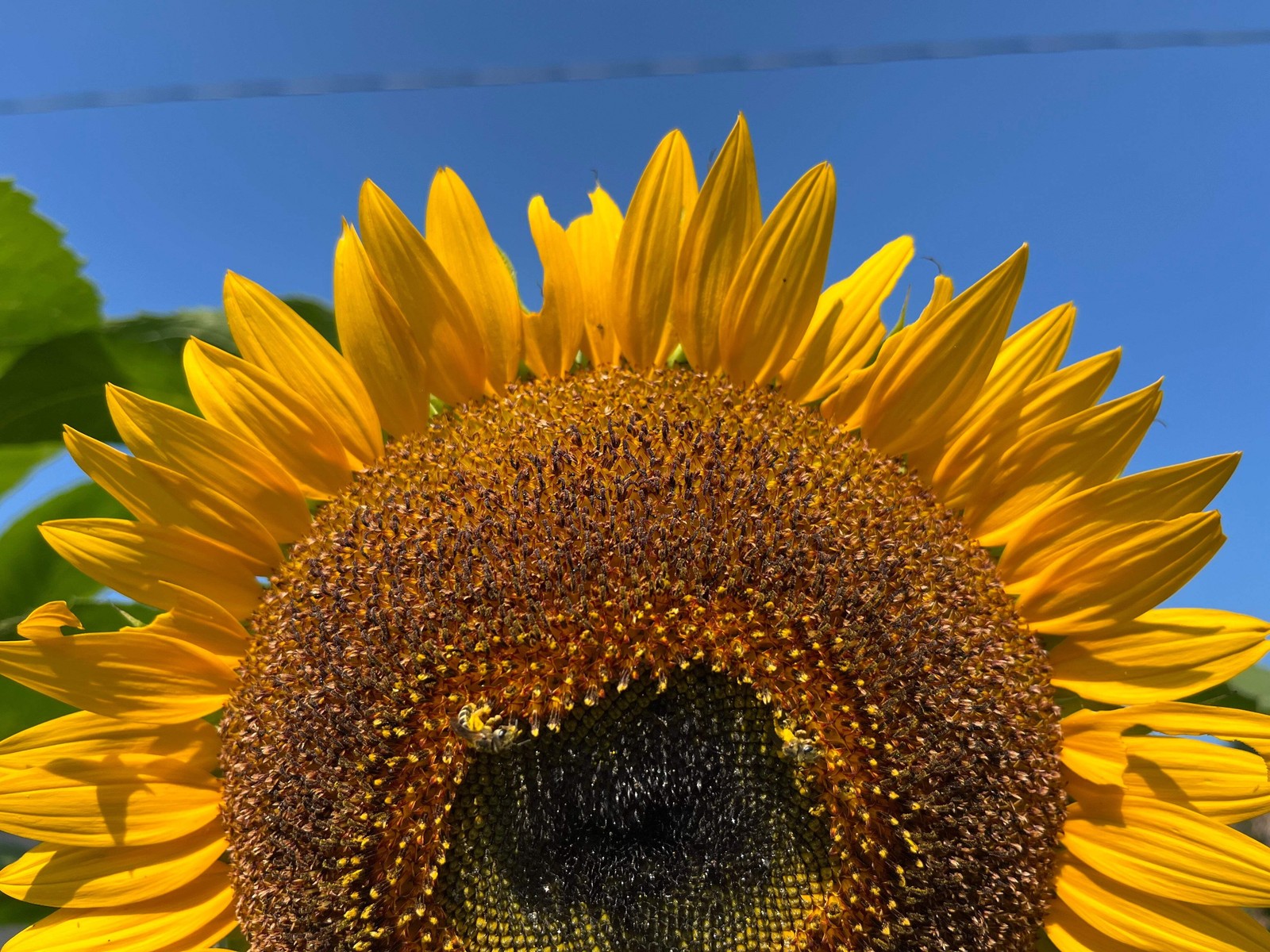 75 MAMMOTH GREY Stripe SUNFLOWER Helianthus Annuus Flower Seeds