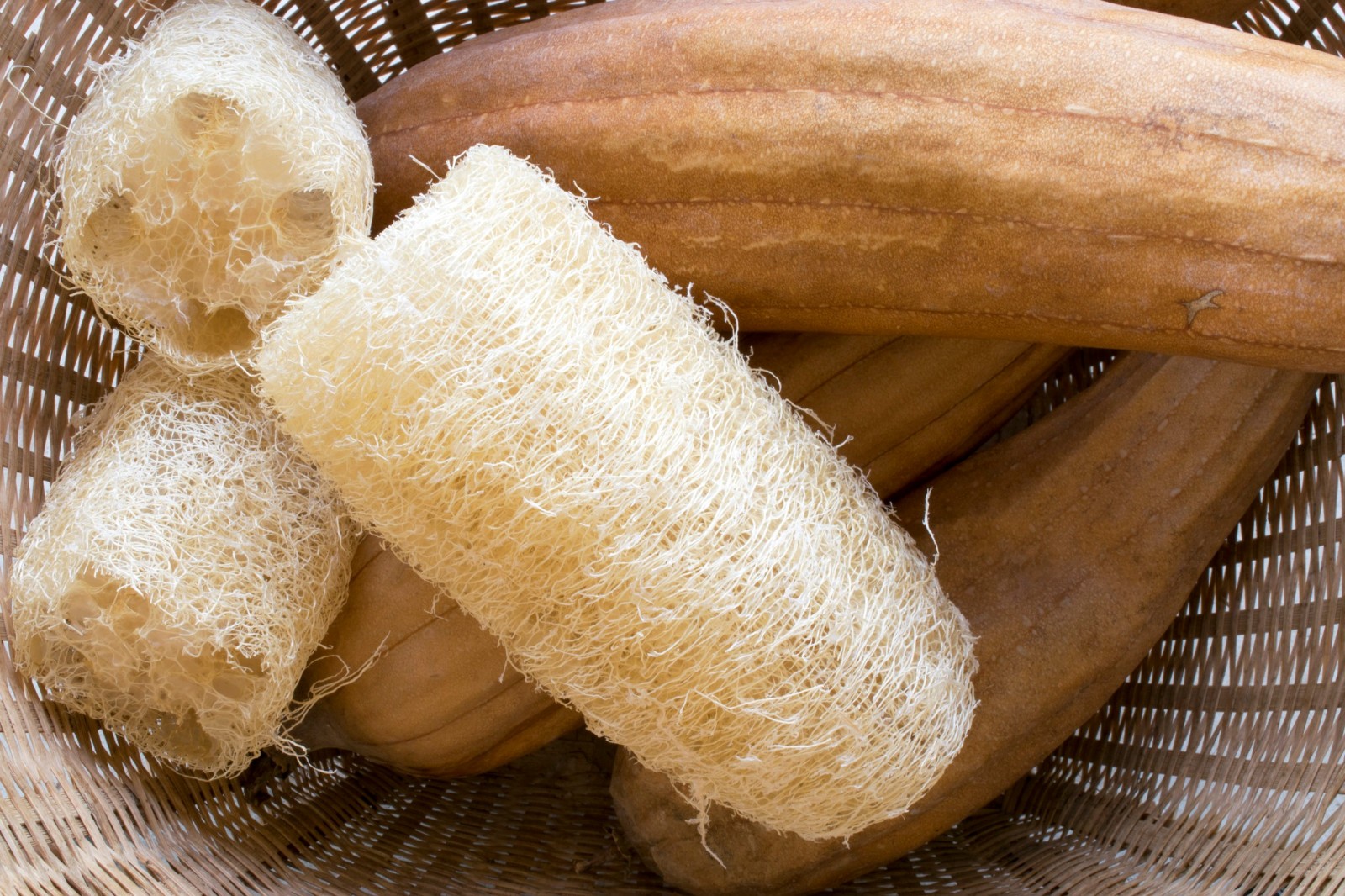 Organic Luffa Bath Sponge Seeds. 200 seeds! Excellent arbor coverage!