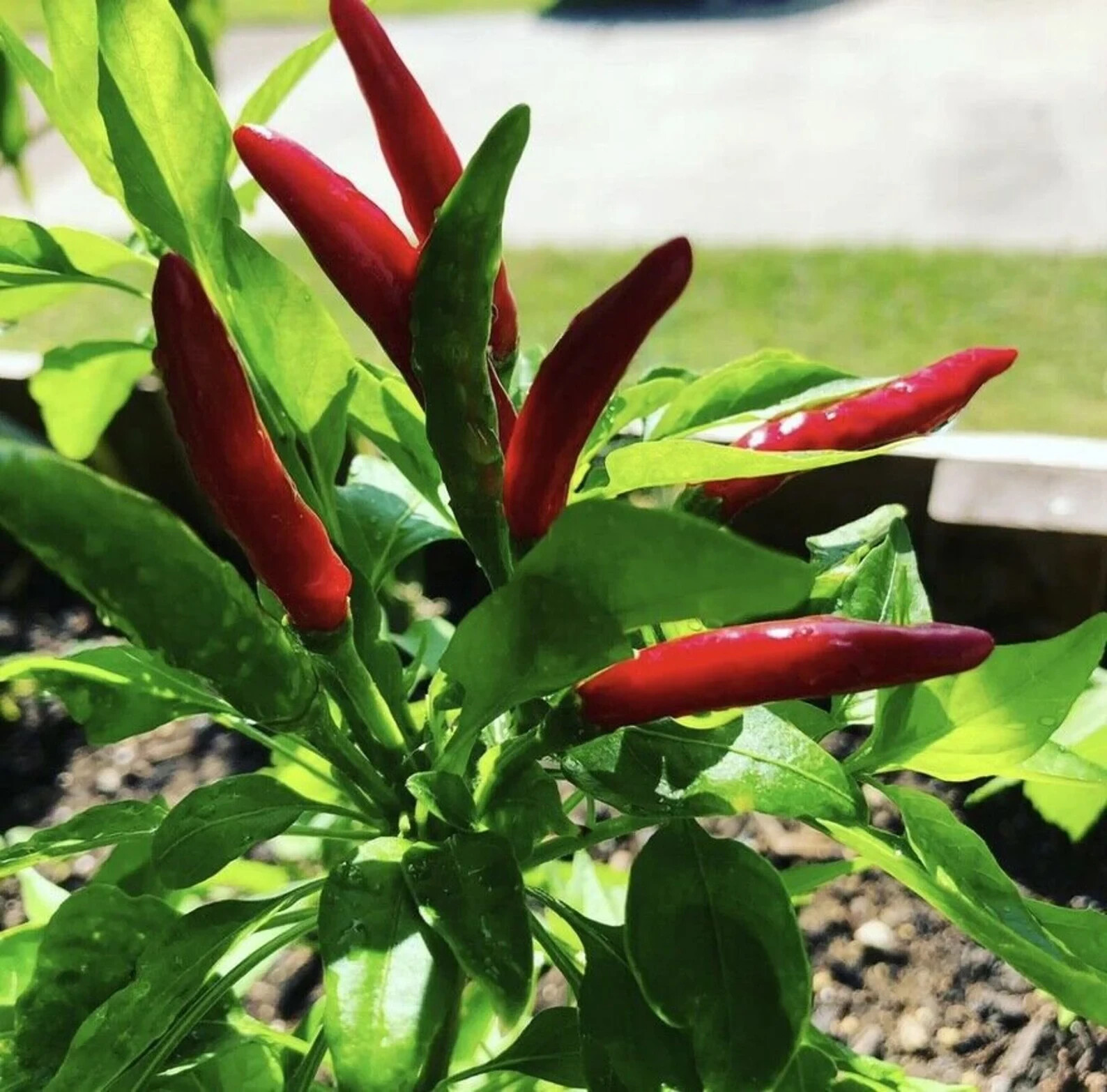 x 30 SEEDS SILING LABUYO CHILI PEPPER FILIPINO BIRDS EYE PEPPER SEEDS PHILIPPINE