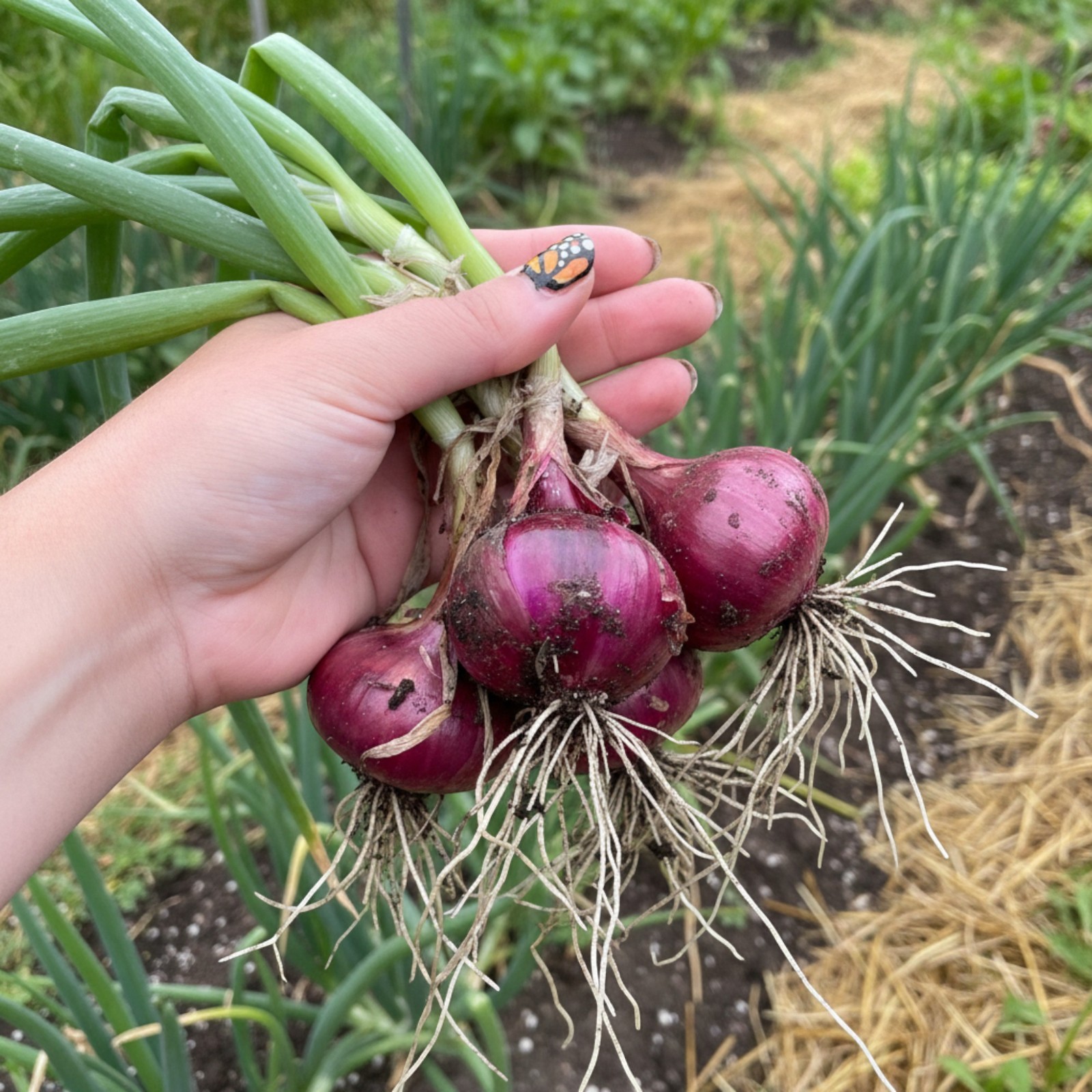 500 Red Onion Seeds – Large Bulb Heirloom Variety for Home Garden Planting