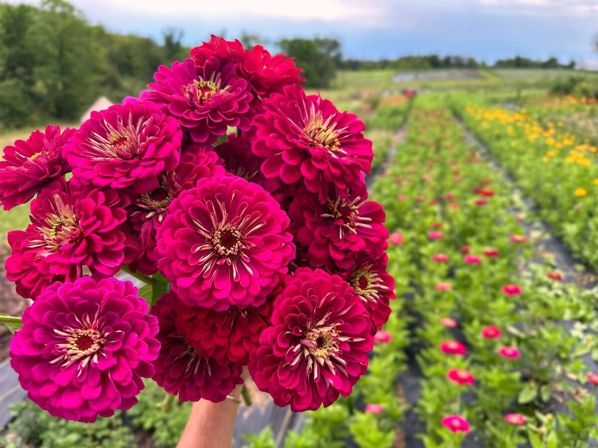 100+ Benary Giant Wine Zinnia Seeds for Garden Planting – USA – FREE SHIPPING!