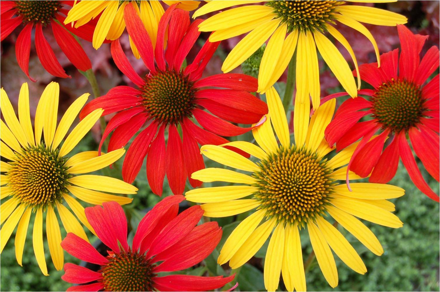 Dark Deep Red Cheyenne Spirit Coneflower 30+ Seeds Echinacea Farm Fresh