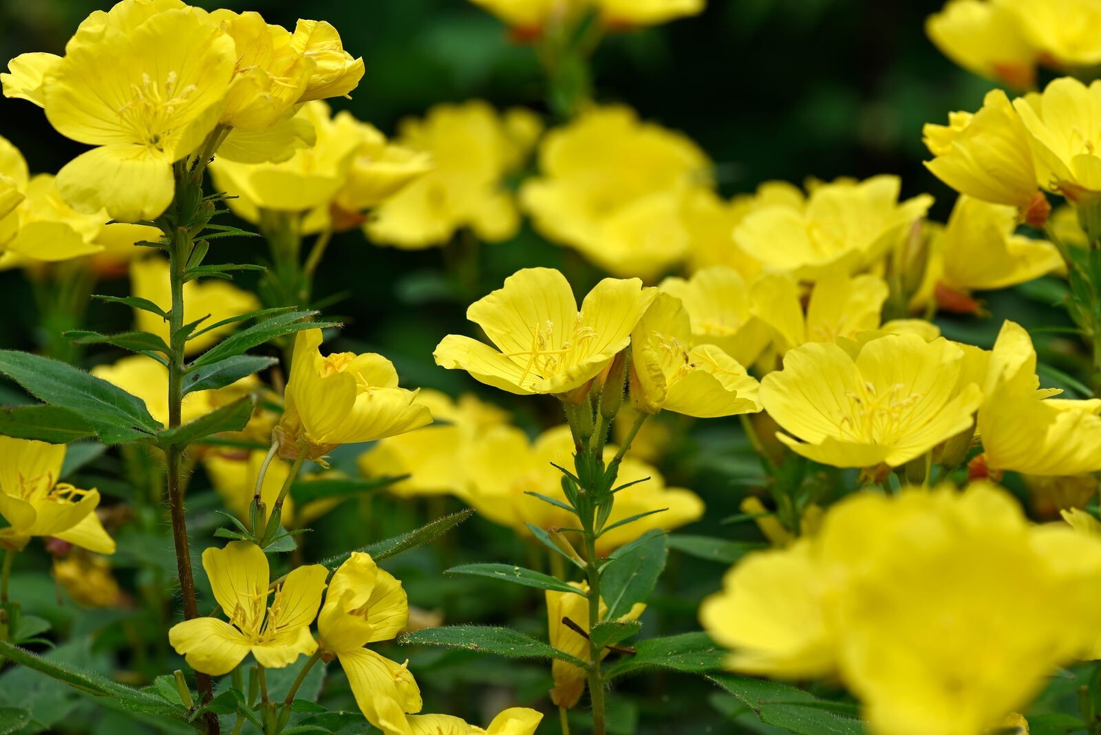2000+Yellow Common Evening Primrose Seeds Night Willow-herb Medicinal Herb USA