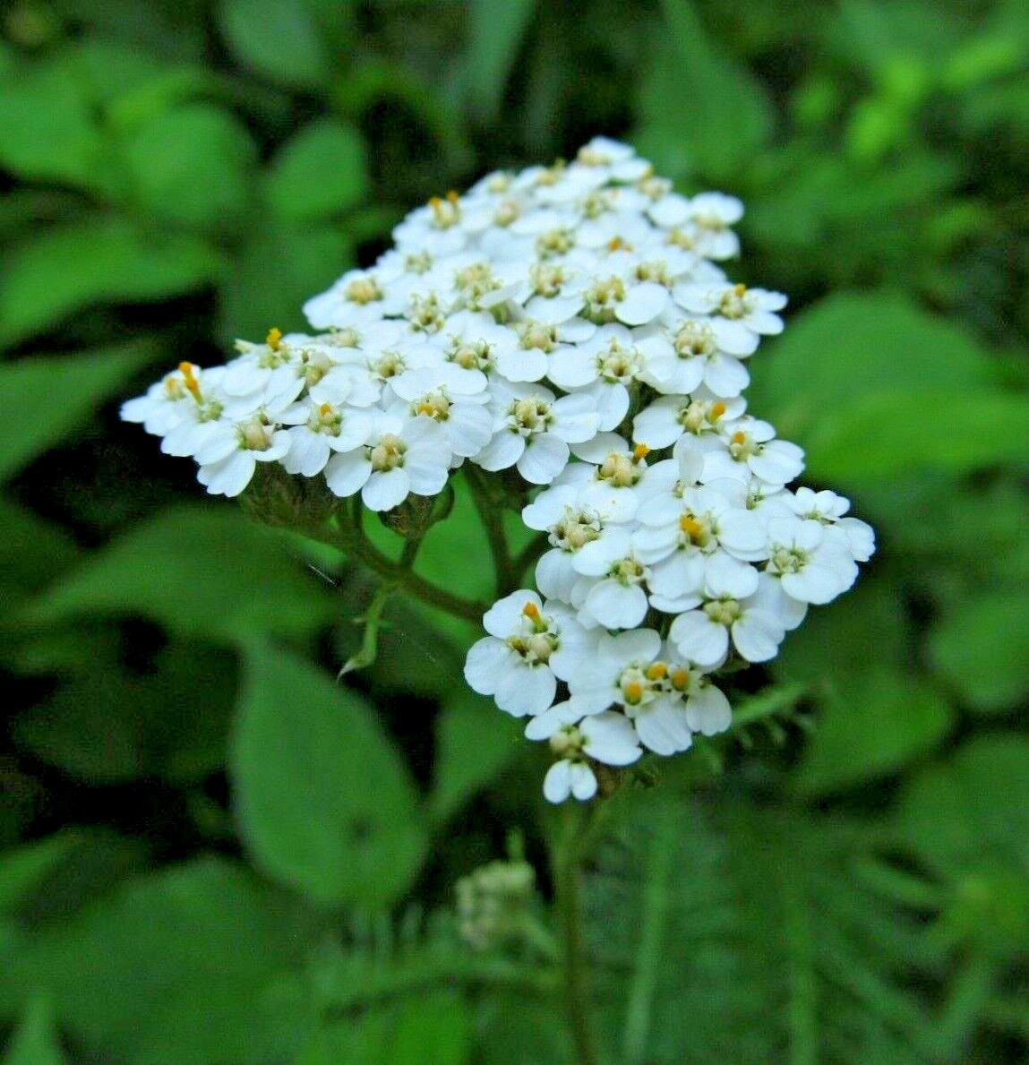 ACHILLEA MILLEFOLIUM Seeds *FREE Shipping!* Common White Yarrow 1000+ SEEDS