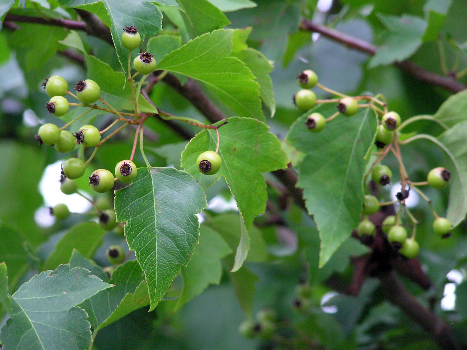 Japanese Zelkova, Zelkova serrata, Tree Seeds (Fast, Hardy, Fall Colors)