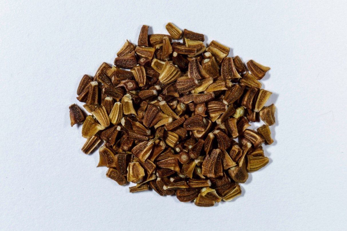 2000+ Chrysanthemum seeds | Tan Ngo | Cai Cuc | Tan O 虎耳大葉茼蒿