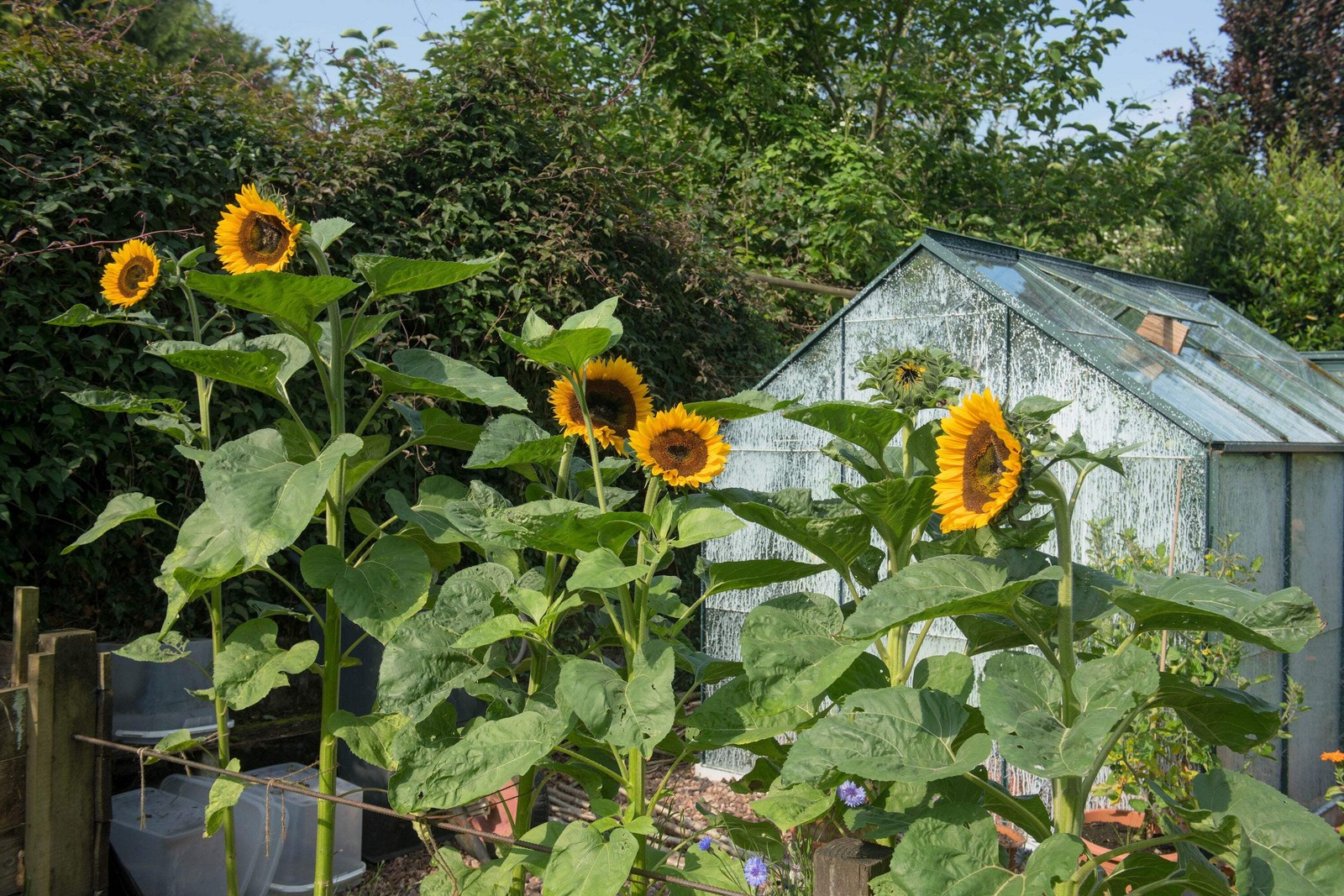 75 MAMMOTH GREY Stripe SUNFLOWER Helianthus Annuus Flower Seeds