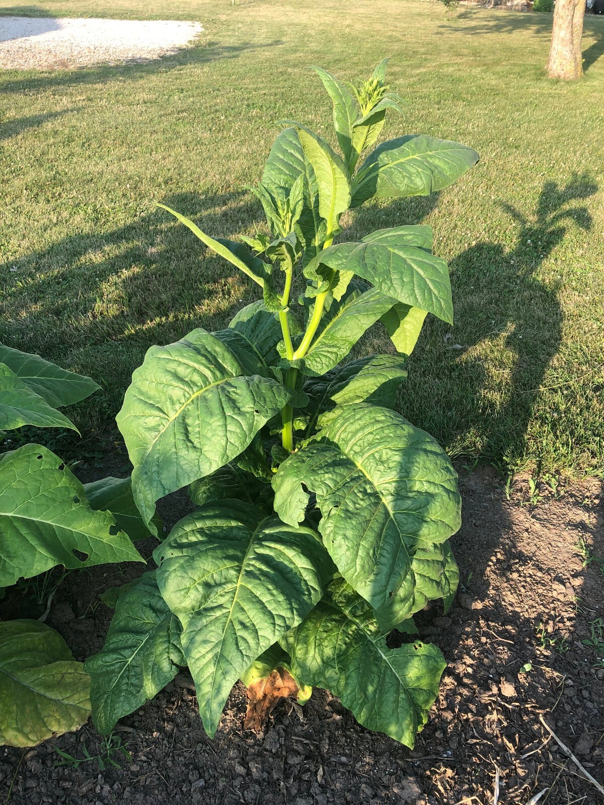 Stag Horn Tobacco Seeds ~100 Non-GMO Free Ship No Track ~2 Weeks Arrival Read
