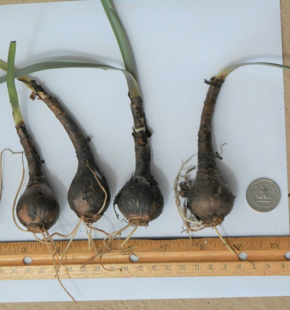 Rain Lily, Habranthus, 5 fresh bloom size bulbs, zephyranthes, free ship!!!