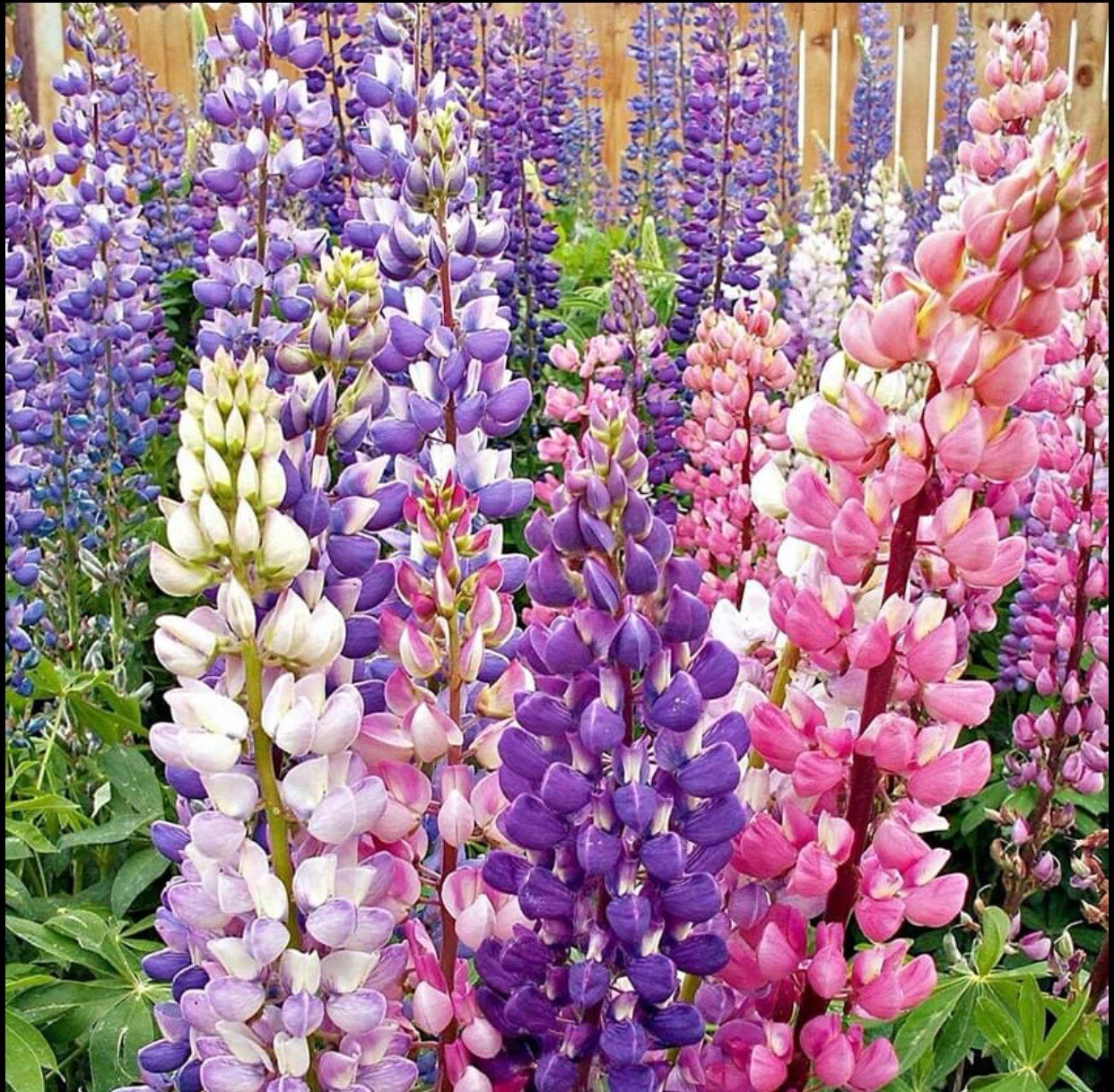 50+ Lupine Seeds – Russell Strain Mixture Non-GMO BUY2Get1Free(Add2incart) US