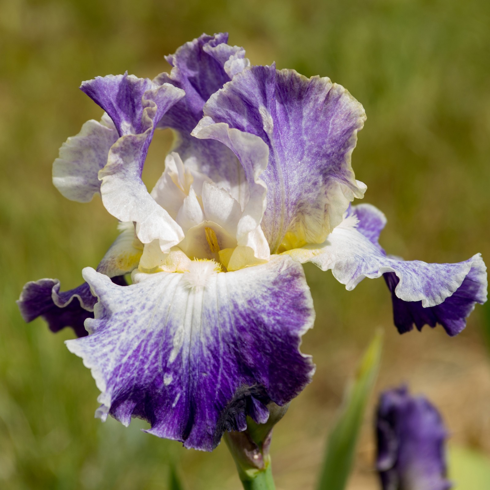 **SHEER EXCITEMENT ** Tall Bearded Iris. Pre-Order, Combined Ship: Jul – Sep