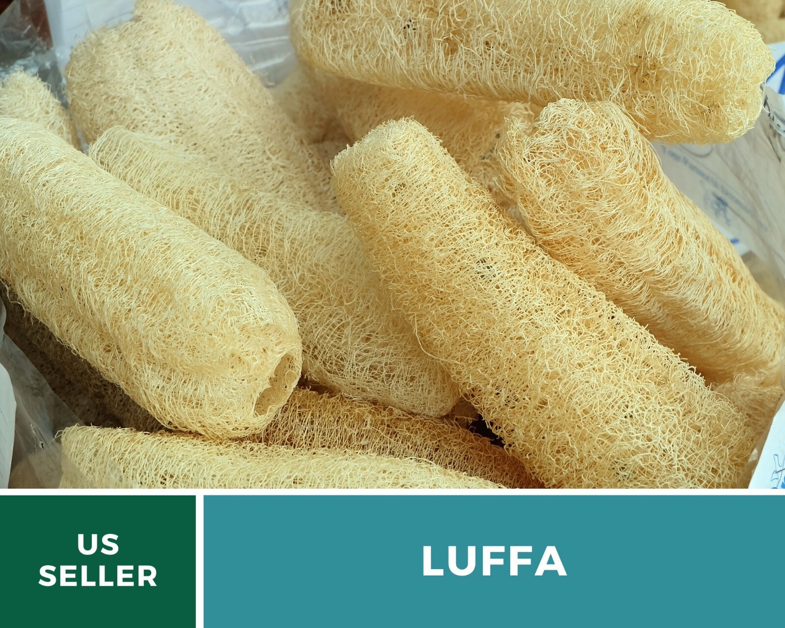 Gourd, Luffa – Heirloom Seeds – Grow Your Luffa Sponge (luffa cylindrica)