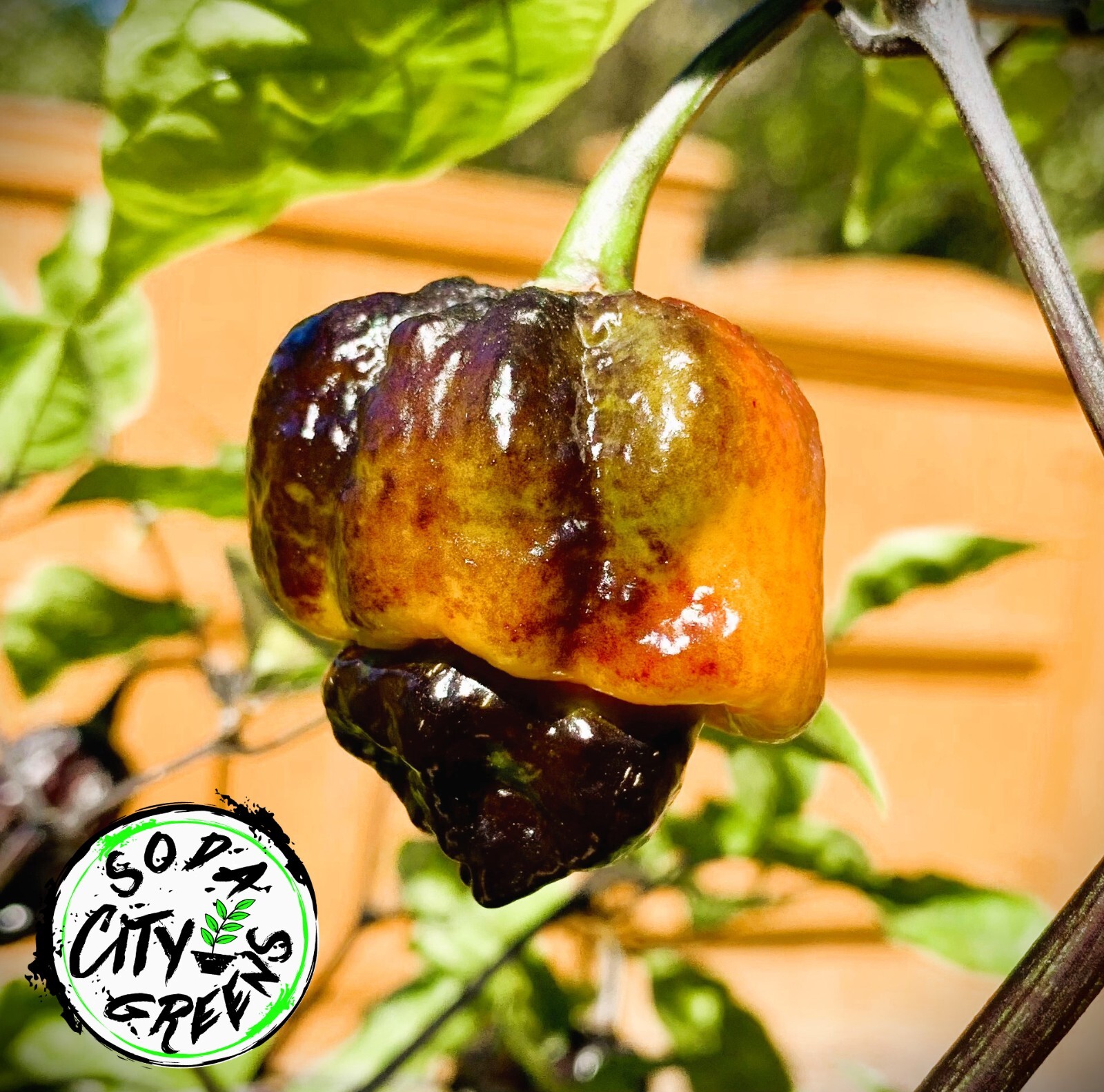 Pockmark Orange Pepper Seeds 10+ FREE SHIPPING!