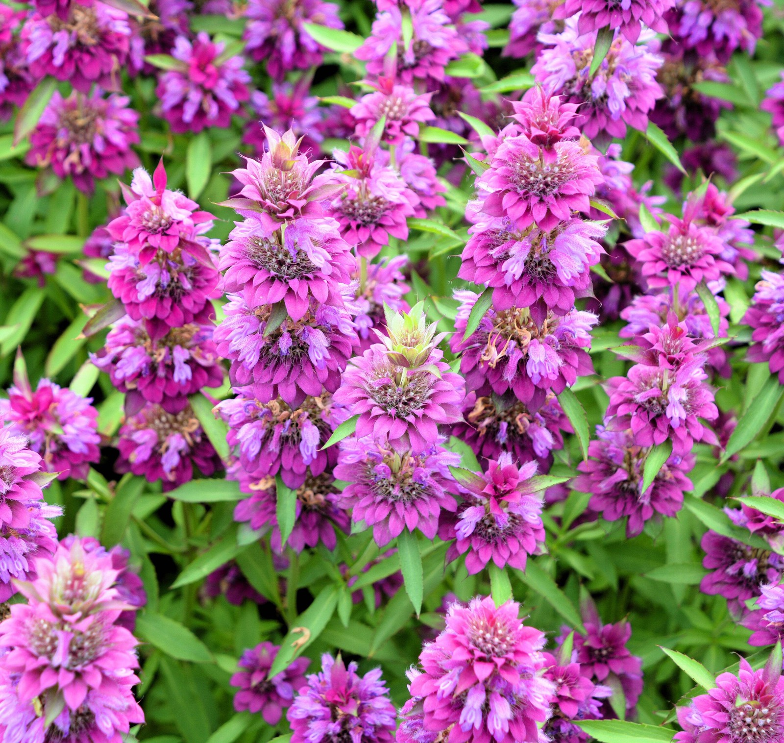25 BEE BALM MIX Lemon Hummingbird Mint Monarda Didyma Mixed Colors Flower Seeds
