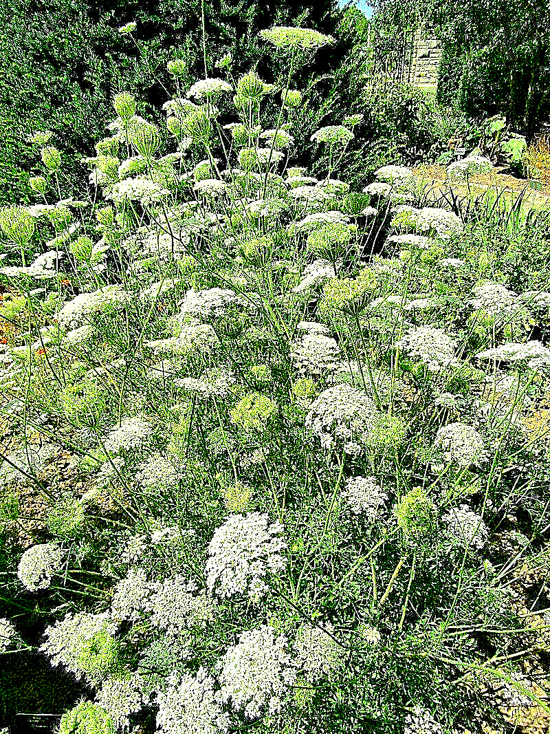 BULK, QUEEN ANNS LACE 10,000 SEEDS, DAUCUS CAROTA, WILD CARROT, HARDY
