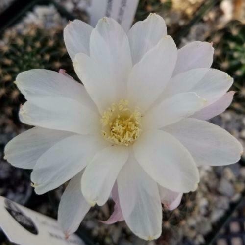 Echinopsis Ancistrophora aka Easter Lily Cactus 8 Seeds Free Shipping!