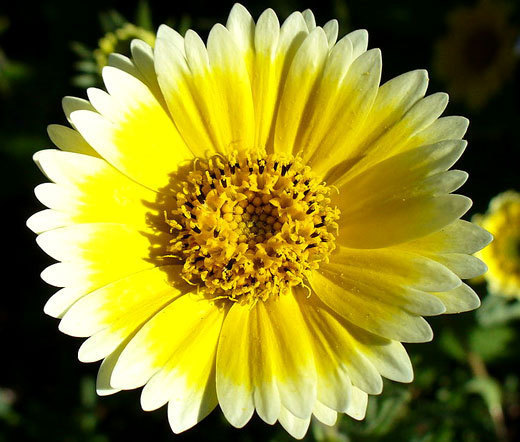 TIDY TIPS Layia Platyglossa – 2,500 Bulk Seeds