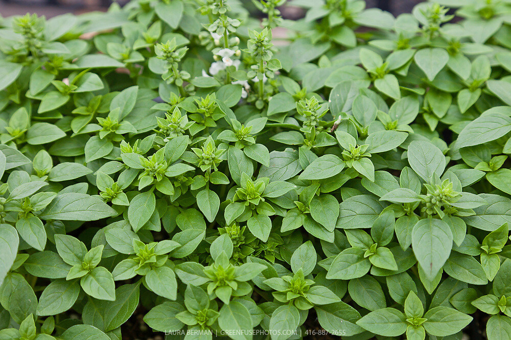 Spicy Globe Basil, Basil Bush, NON-GMO, Variety Sizes Sold, FREE SHIPPING