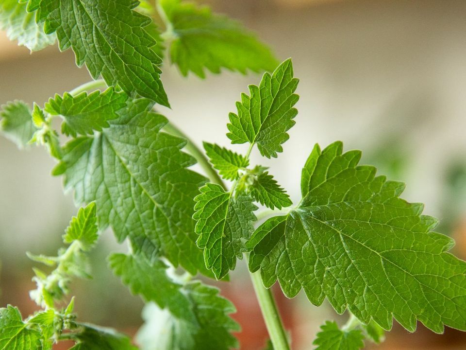 Catnip Seeds – Heirlooms – 1.gram