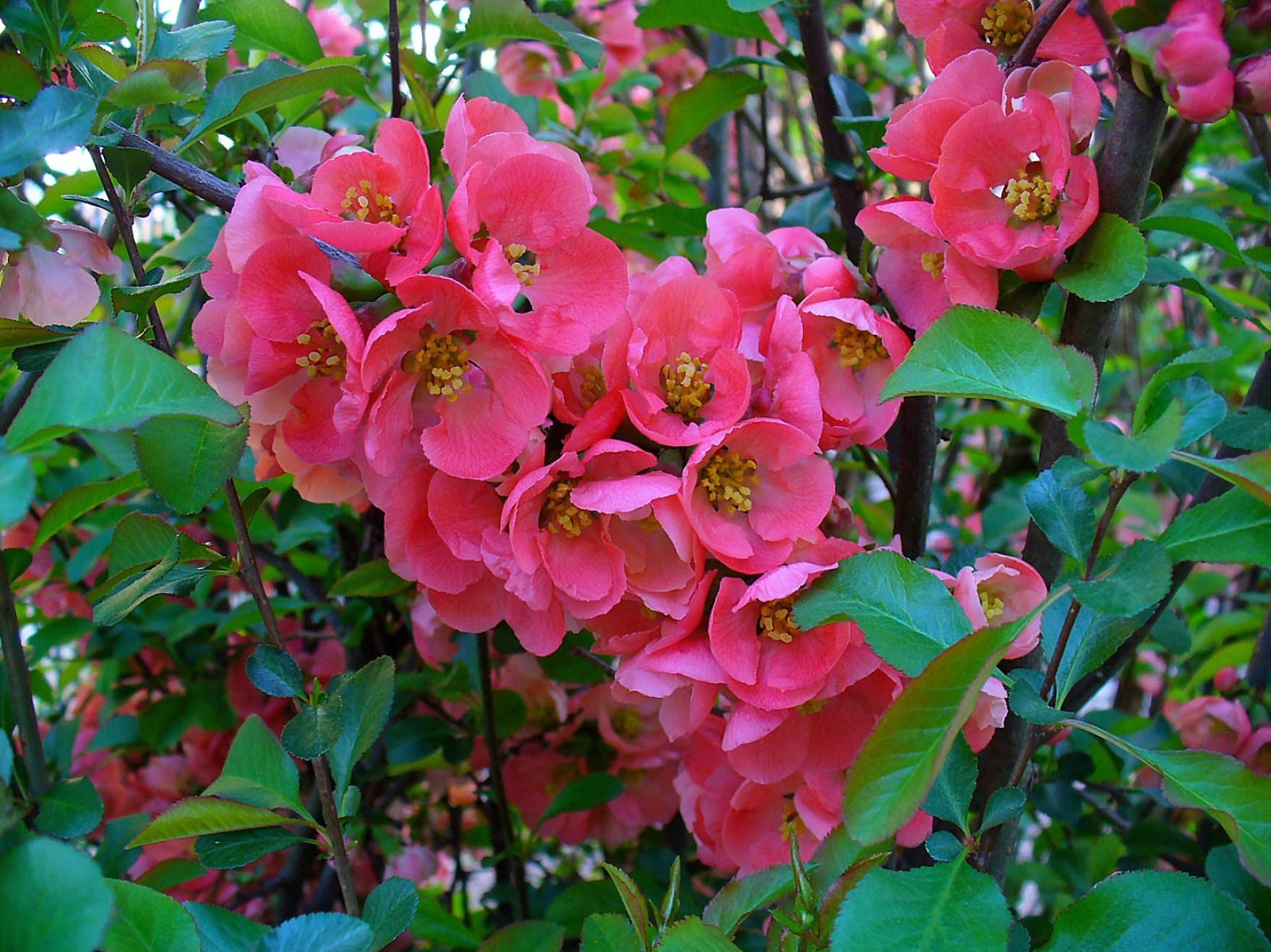 Japanese Flowering Quince, Chaenomeles japonica, Tree Seeds (Edible, Hardy)