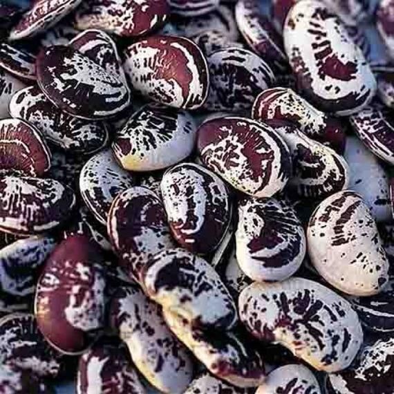 Lima Bean Seeds: Christmas Speckled Pole Lima Bean Seeds. Free Shipping.