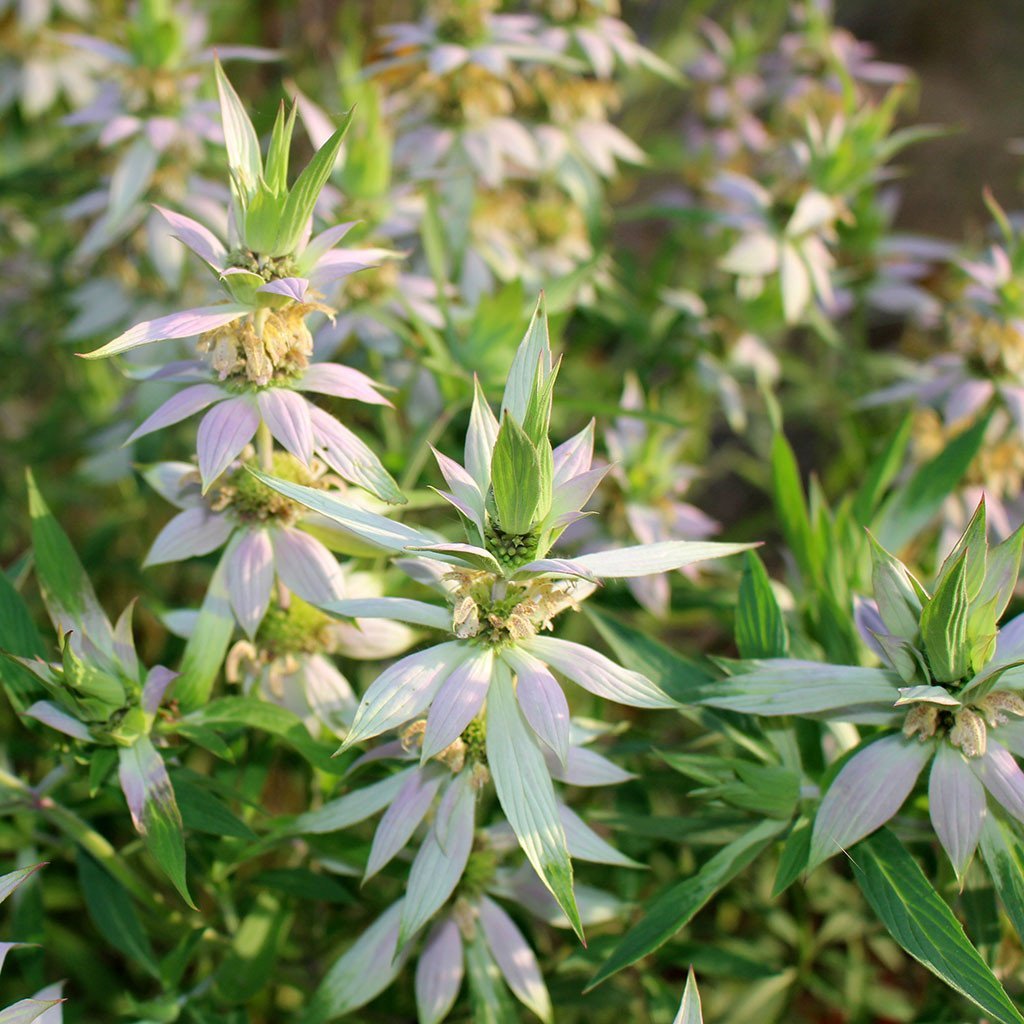 301+SPOTTED BEE BALM Flower Seeds Native Wildflower Herbal Tea Medicinal Plant
