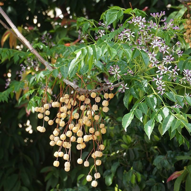 Melia Azedarach (China Berry, Bead Tree) Tree Seeds, Attractive Foliage, Fragran