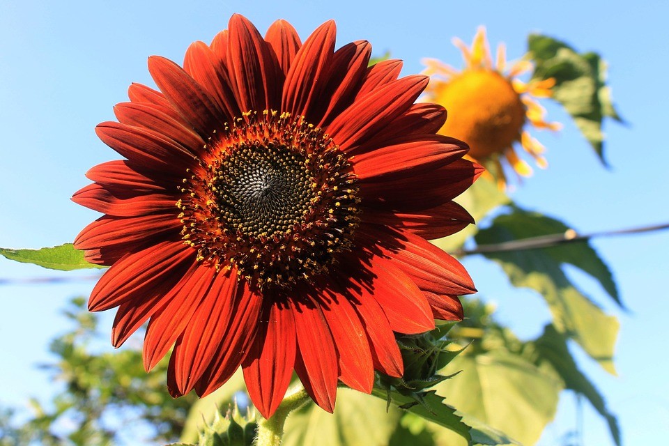 Velvet Queen Sunflower Seeds, Red Orange with Black Center, FREE SHIPPING