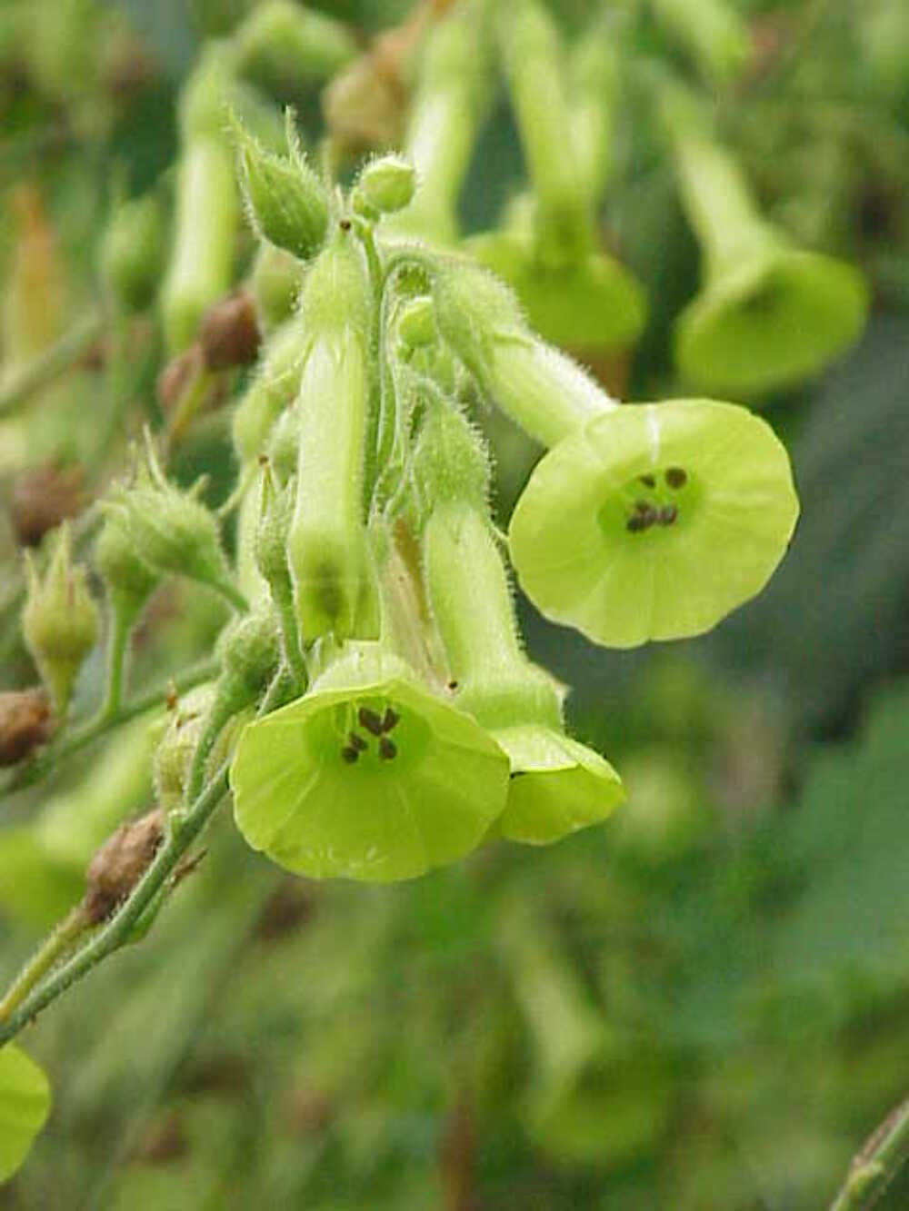 Tobacco, Huichol aka Langsdorff’s (Nicotiana langsdorffii)