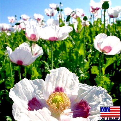 Tasmanian Papever Somniferum Poppy Seeds for Planting: 2,500+ Organic, Untreated