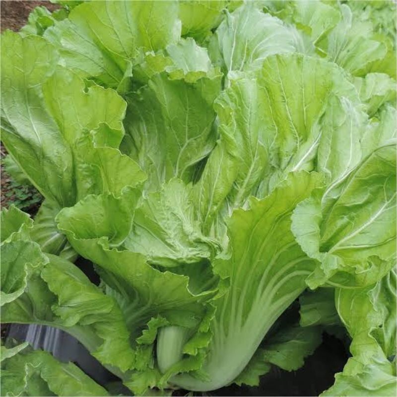 700+ seeds Chinese Mustard/Asian mustard green/mustasa /gai choy/Châu á mù tạt