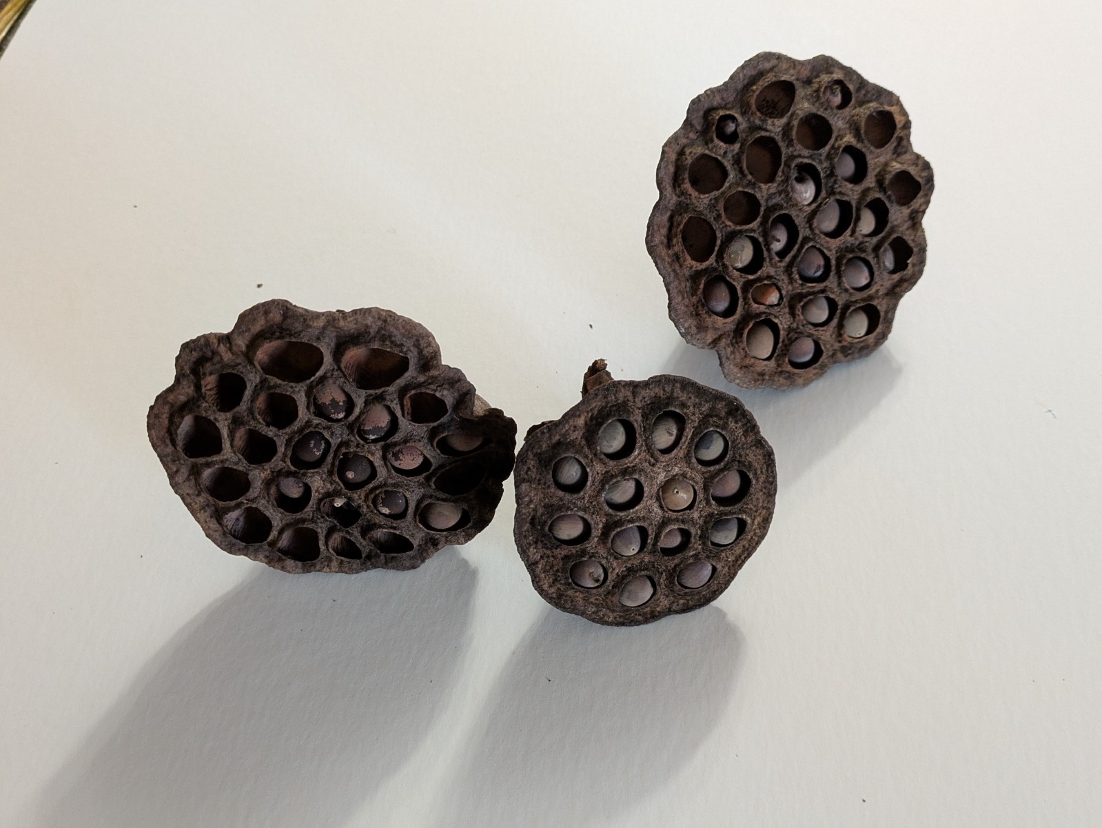 30 fresh lotus seed (Nelumbo Lutea) in 3 pods to grow in your pond, native