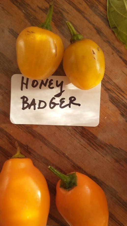 Honey Badger Manzano Chile pepper seeds (FREE SHIPPING to USA) (24)
