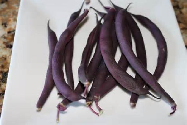 ROYAL BURGUNDY BUSH Bean Seeds, Heirloom Seeds – NON GMO, Every kids favorite.