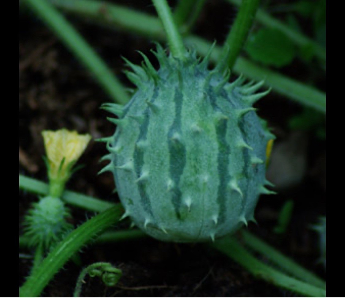 cucumber seeds, African horned cucumber Cucumis Zambianus 40-50 seeds rare seed