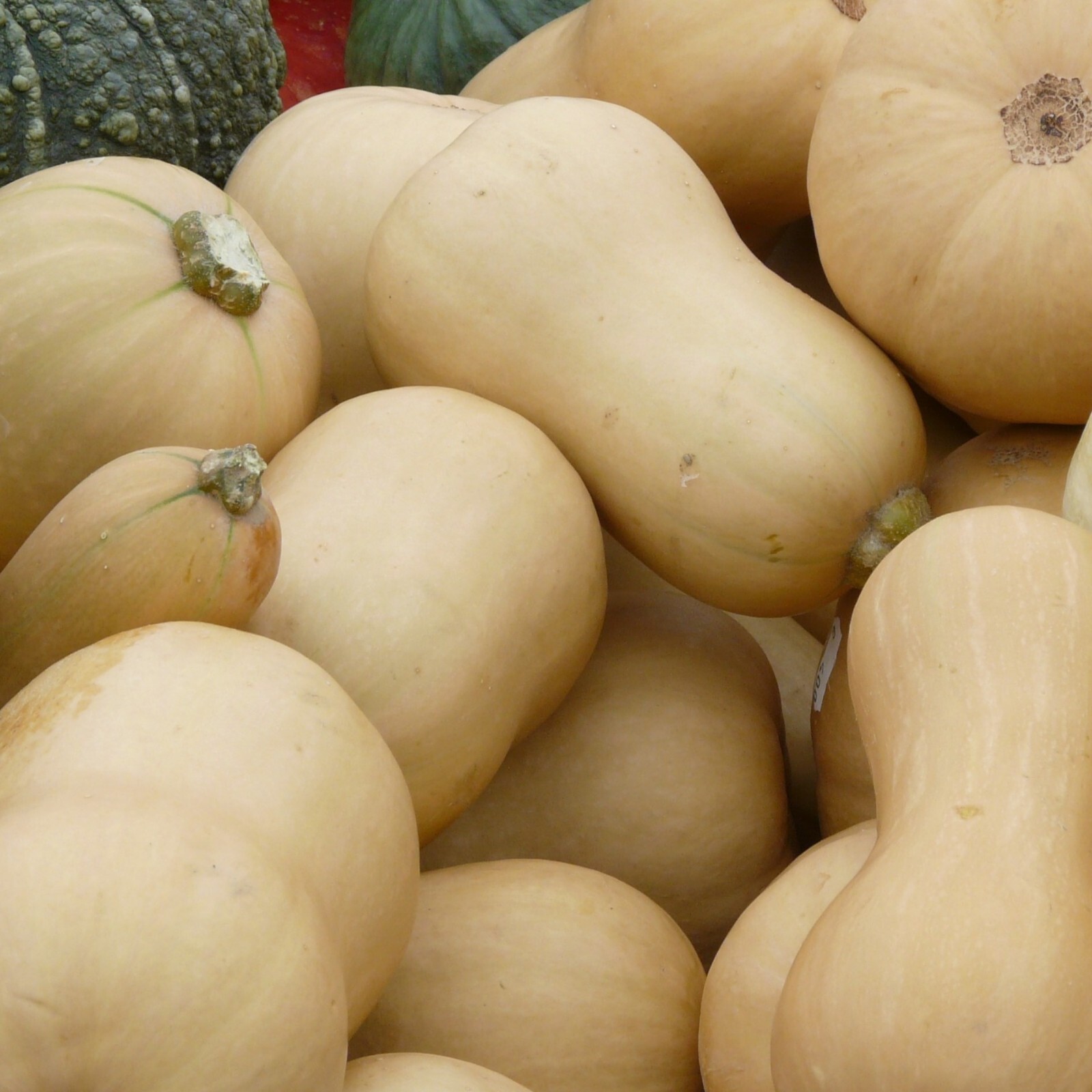 Squash Seeds, Butternut Heirloom, Non-GMO, Sweet & Nutty Flavor, Free Shipping