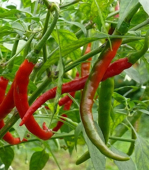 300 Cayenne Thin Hot Pepper Seeds | Non-GMO