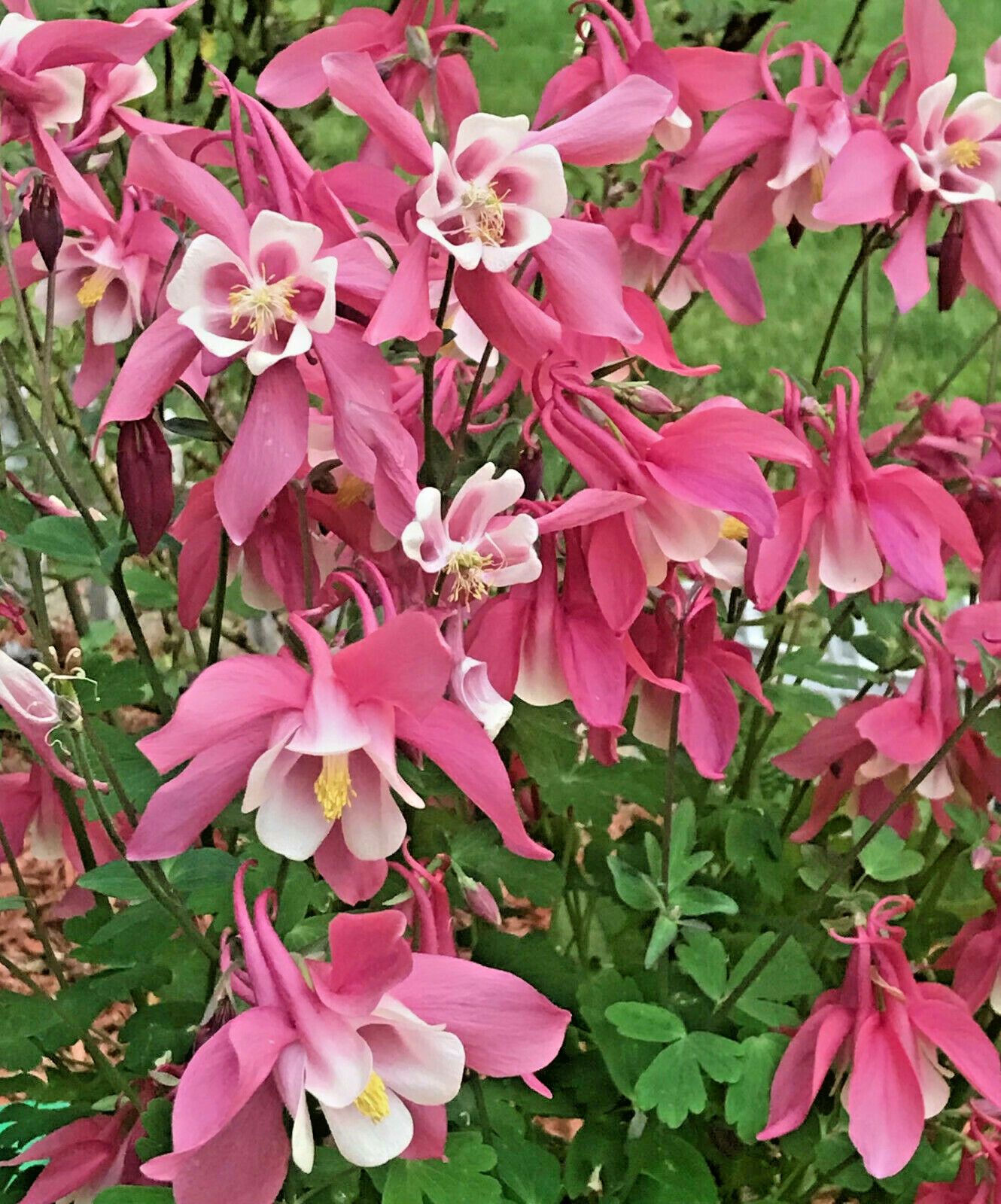 50 COLUMBINE SEEDS (Aquilegia seeds) Organic ~ Perennial Multi Color Flower