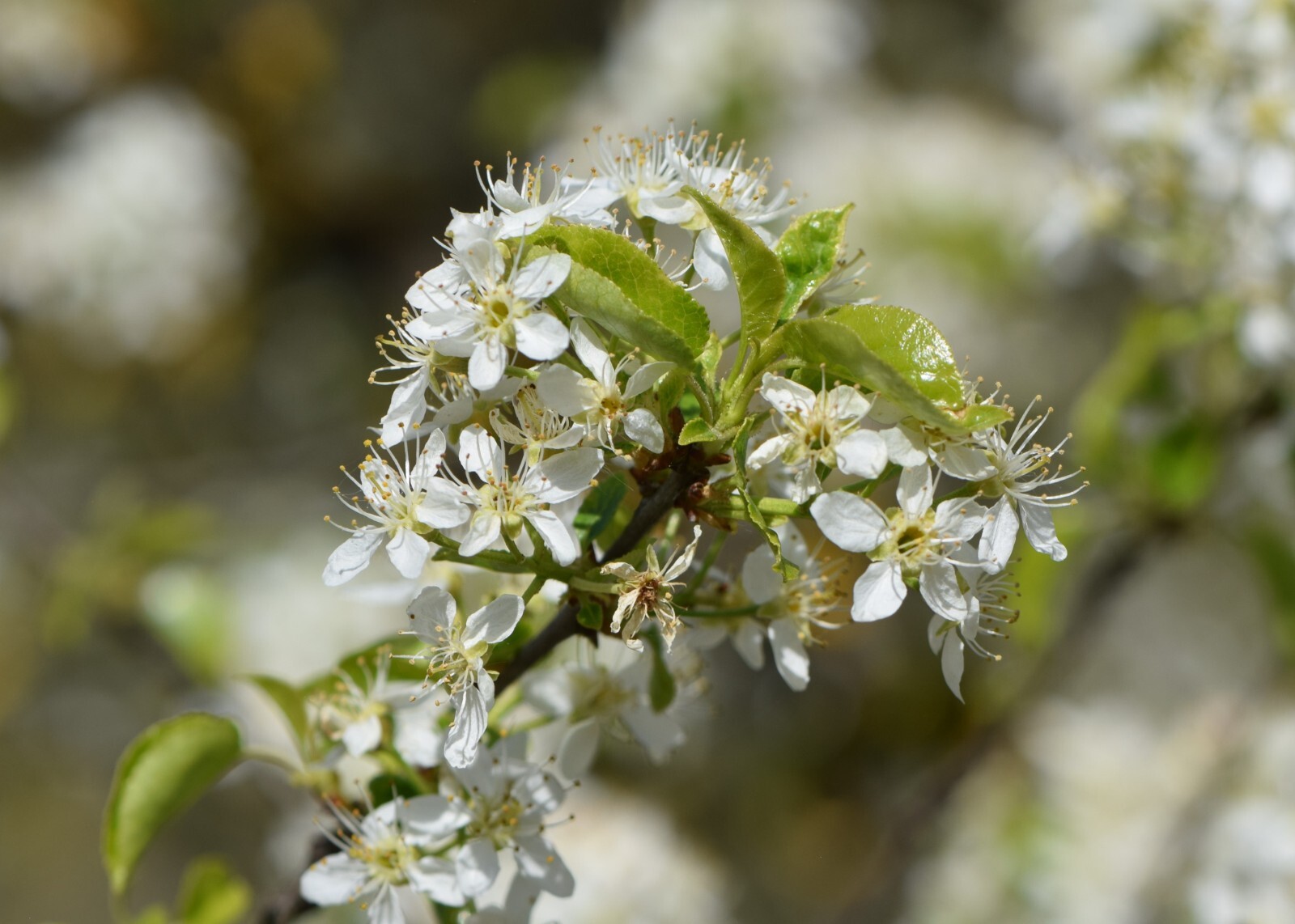 Arabian Cherry Flower Tree | Premium Seeds | Prunus mahaleb ‘Spring’ | Plants’®