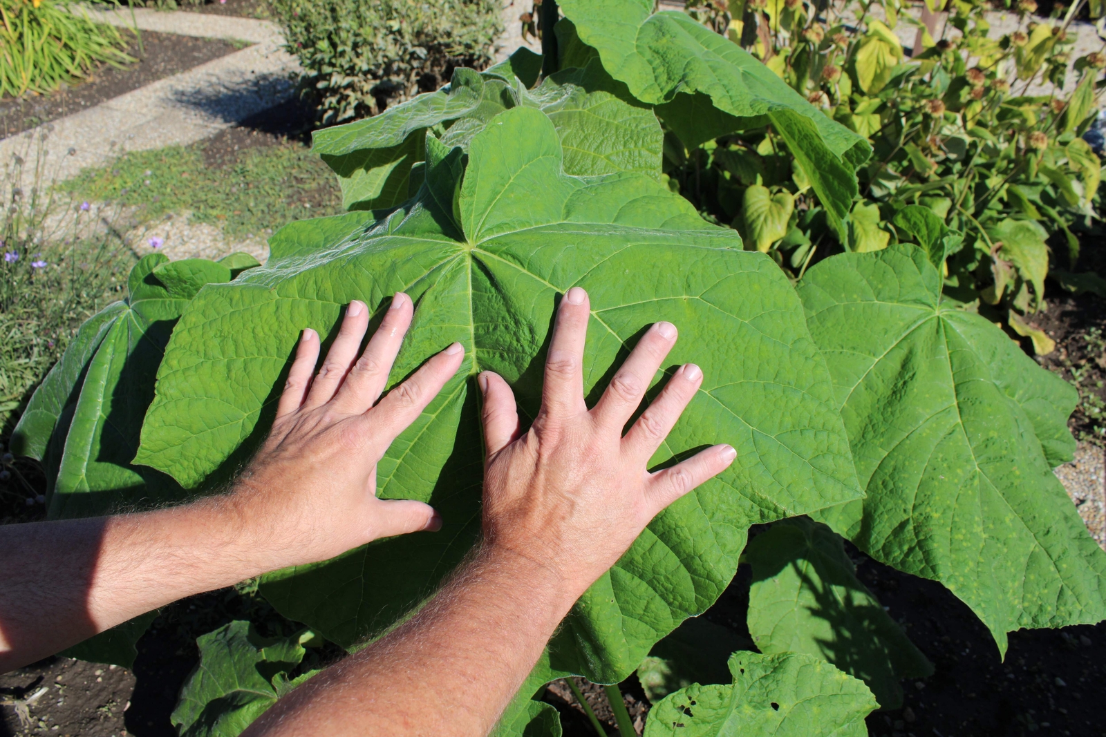 400 ROYAL PAULOWNIA EMPRESS TREE Tomentosa Flower Seeds Seeds *Flat S/H