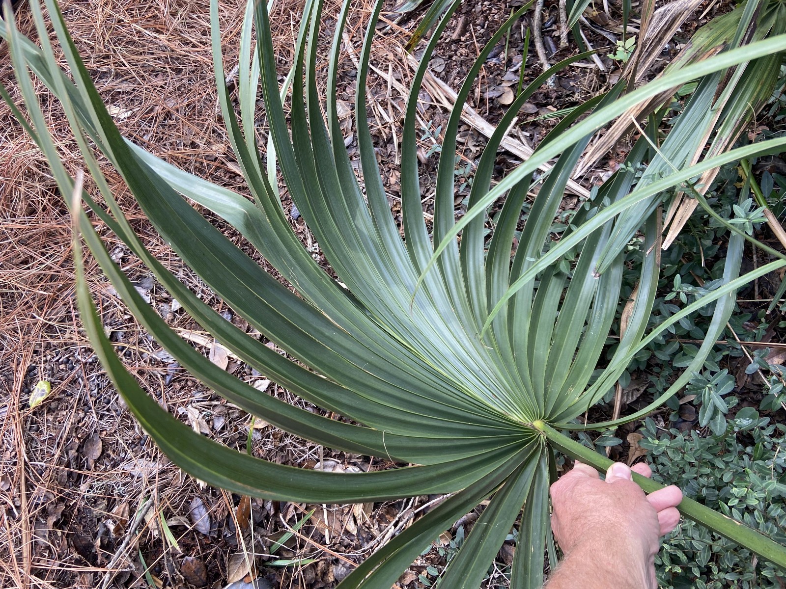 Sabal minor ‘McCurtain County’ Seeds! Maybe the MOST Cold-Hardy!
