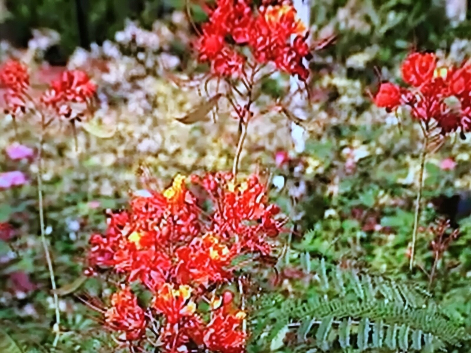 PRIDE OF BARBADOS (Caesalpinia Pulcherrima), MEXICAN BIRD OF PARADISE, 15 SEEDS