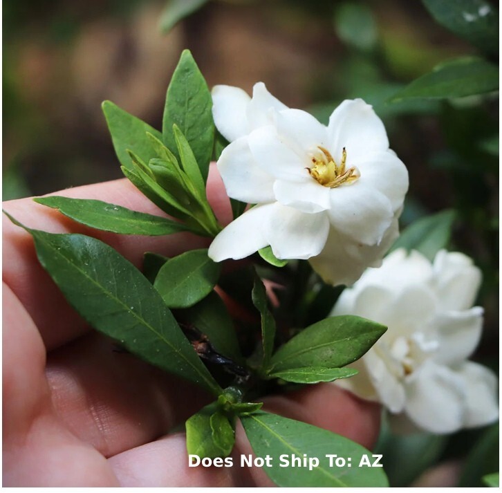 Dwarf Radicans Gardenia 3 Gal Flowering Gardenia jasminoides Radicans for Garden