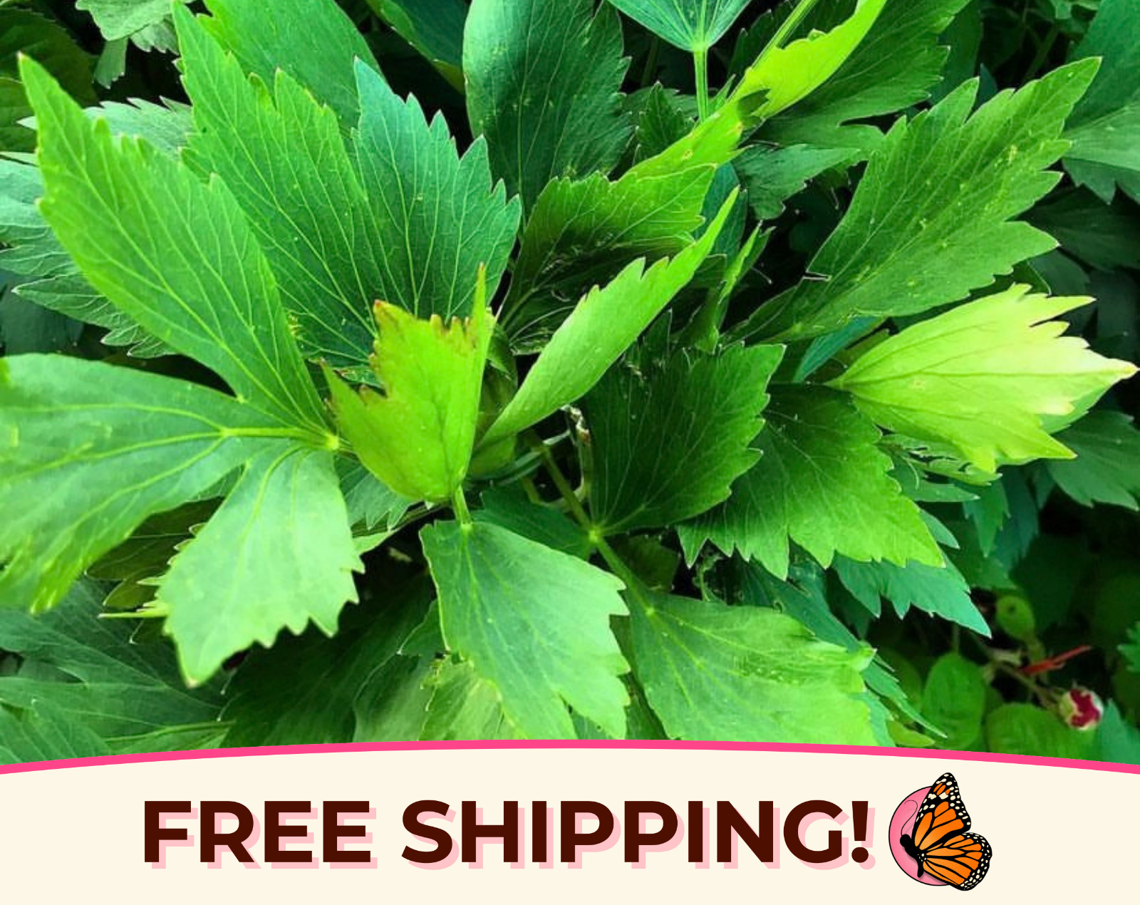550+ Lovage Herb Seeds | Perennial Herb Gardening Seed Packet, Free Shipping USA